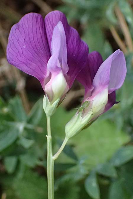 Lathyrus digitatus \ Fingerblttrige Platterbse, GR Peloponnes, Mt. Kyllini, Limni Dasiou 21.5.2024