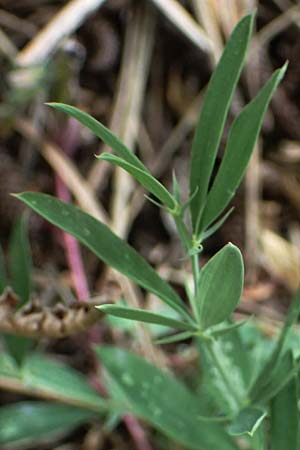 Lathyrus digitatus \ Fingerblttrige Platterbse, GR Peloponnes, Mt. Kyllini, Limni Dasiou 21.5.2024