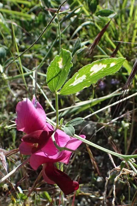 Lathyrus grandiflorus \ Stauden-Wicke / Everlasting Pea, GR Peloponnes, Saitas 22.5.2024