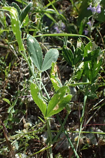 Lathyrus grandiflorus \ Stauden-Wicke / Everlasting Pea, GR Peloponnes, Saitas 22.5.2024
