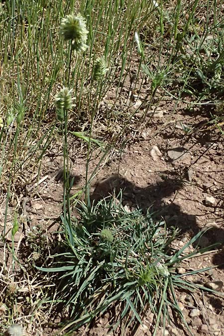 Lamarckia aurea \ Gold-Gras / Goldentop Grass, GR Peloponnes, Kalavryta 23.5.2024