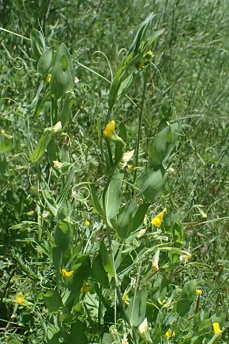 Lathyrus aphaca \ Ranken-Platterbse / Yellow Vetchling, GR Peloponnes, Kalavryta 23.5.2024
