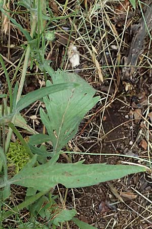 Lomelosia argentea \ Silber-Skabiose / Silver-Scabious, GR Peloponnes, Taygetos, Milia 26.5.2024