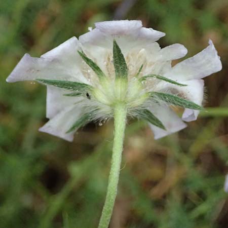 Lomelosia argentea \ Silber-Skabiose / Silver-Scabious, GR Peloponnes, Taygetos, Milia 26.5.2024