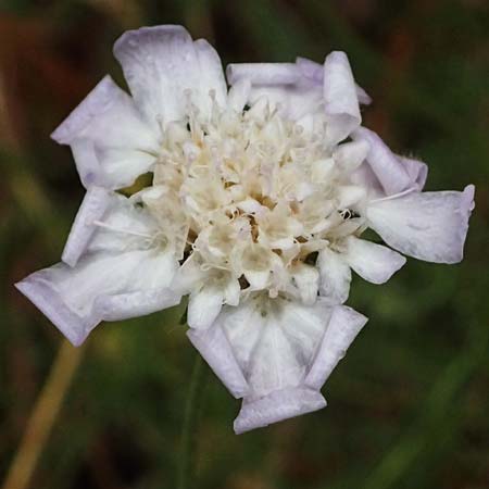 Lomelosia argentea \ Silber-Skabiose / Silver-Scabious, GR Peloponnes, Taygetos, Milia 26.5.2024
