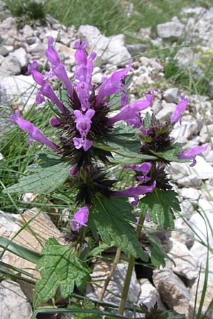 Lamium bifidum \ Zweispaltige Taubnessel, Balkan-Taubnessel / Balkan Dead-Nettle, GR Timfi 17.5.2008