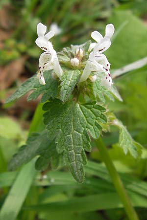 Lamium bifidum \ Zweispaltige Taubnessel, Balkan-Taubnessel / Balkan Dead-Nettle, GR Peloponnes, Strofylia-Wald bei Metochi-Kalogria / Peloponnese, Strofylia Forest near Metochi-Kalogria 27.3.2013