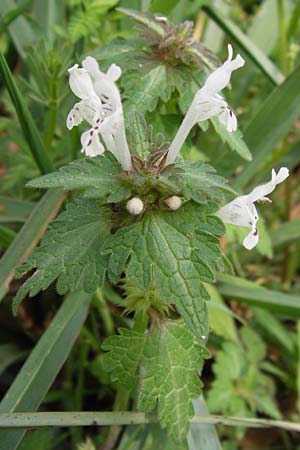 Lamium bifidum \ Zweispaltige Taubnessel, Balkan-Taubnessel / Balkan Dead-Nettle, GR Peloponnes, Strofylia-Wald bei Metochi-Kalogria / Peloponnese, Strofylia Forest near Metochi-Kalogria 27.3.2013