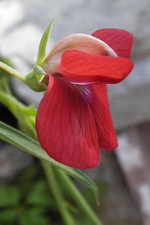 Lathyrus cicera \ Rote Platterbse / Red Vetchling, GR Peloponnes, Figalia 29.3.2013
