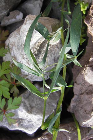 Lathyrus cicera \ Rote Platterbse / Red Vetchling, GR Peloponnes, Figalia 29.3.2013