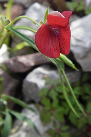 Lathyrus cicera \ Rote Platterbse / Red Vetchling, GR Peloponnes, Figalia 29.3.2013