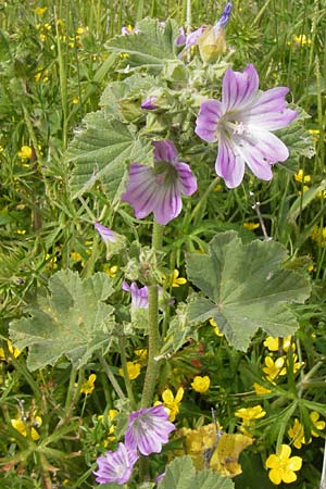 Malva multiflora \ Kretische Strauchpappel / Small Tree Mallow, Cretan Hollyhock, GR Peloponnes, Finikounda 30.3.2013