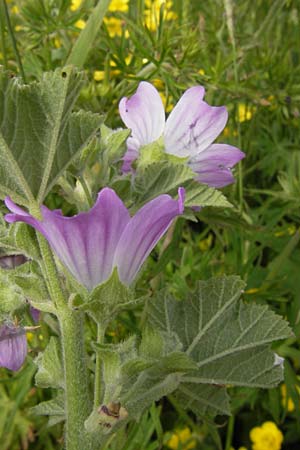 Malva multiflora \ Kretische Strauchpappel / Small Tree Mallow, Cretan Hollyhock, GR Peloponnes, Finikounda 30.3.2013