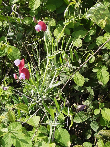 Lathyrus articulatus \ Glieder-Platterbse, GR Peloponnes, Monemvasia 31.3.2013