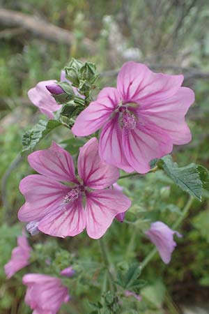 Malva multiflora \ Kretische Strauchpappel / Small Tree Mallow, Cretan Hollyhock, GR Athen 10.4.2019