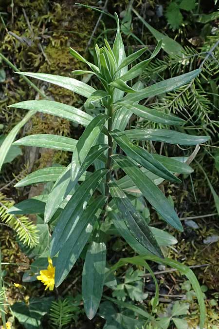 Lilium chalcedonicum \ Chalzedonische Lilie / Chalcedonian Lily, GR Peloponnes, Saitas 22.5.2024