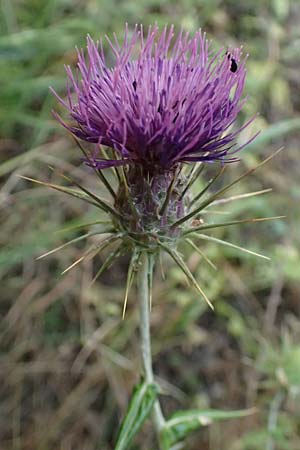Lamyropsis cynaroides \ Artischockenhnliche Lamyropsis / Artichoke-Like Lamyropsis, GR Peloponnes, Taygetos, Viros - Schlucht / Gorge 25.5.2024