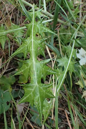 Lamyropsis cynaroides \ Artischockenhnliche Lamyropsis / Artichoke-Like Lamyropsis, GR Peloponnes, Taygetos, Viros - Schlucht / Gorge 25.5.2024