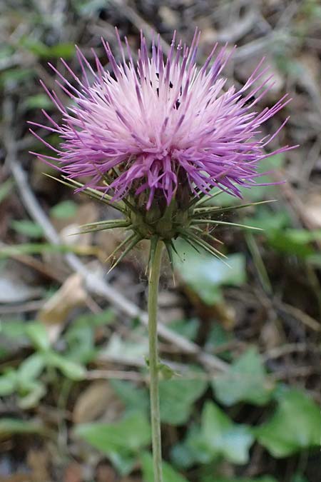 Lamyropsis cynaroides \ Artischockenhnliche Lamyropsis / Artichoke-Like Lamyropsis, GR Peloponnes, Taygetos, Viros - Schlucht / Gorge 25.5.2024