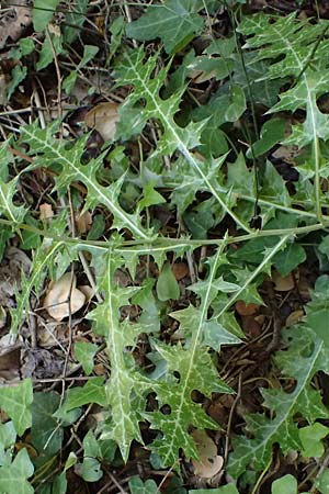 Lamyropsis cynaroides \ Artischockenhnliche Lamyropsis / Artichoke-Like Lamyropsis, GR Peloponnes, Taygetos, Viros - Schlucht / Gorge 25.5.2024