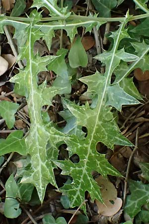 Lamyropsis cynaroides \ Artischockenhnliche Lamyropsis / Artichoke-Like Lamyropsis, GR Peloponnes, Taygetos, Viros - Schlucht / Gorge 25.5.2024