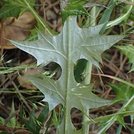 Lamyropsis cynaroides \ Artischockenhnliche Lamyropsis / Artichoke-Like Lamyropsis, GR Peloponnes, Taygetos, Viros - Schlucht / Gorge 25.5.2024