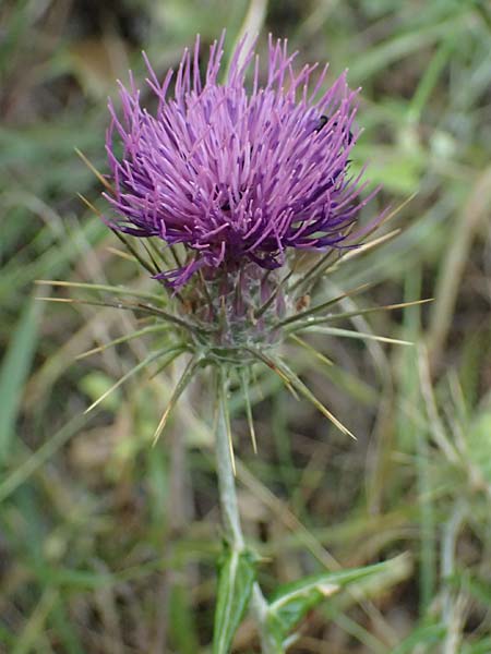 Lamyropsis cynaroides \ Artischockenhnliche Lamyropsis / Artichoke-Like Lamyropsis, GR Peloponnes, Taygetos, Viros - Schlucht / Gorge 25.5.2024