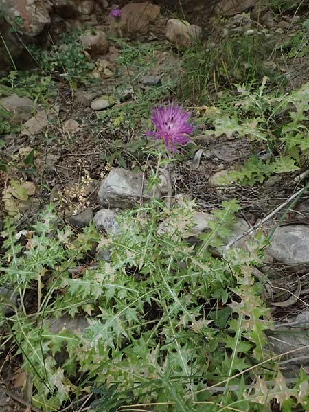 Lamyropsis cynaroides \ Artischockenhnliche Lamyropsis / Artichoke-Like Lamyropsis, GR Peloponnes, Taygetos, Viros - Schlucht / Gorge 25.5.2024