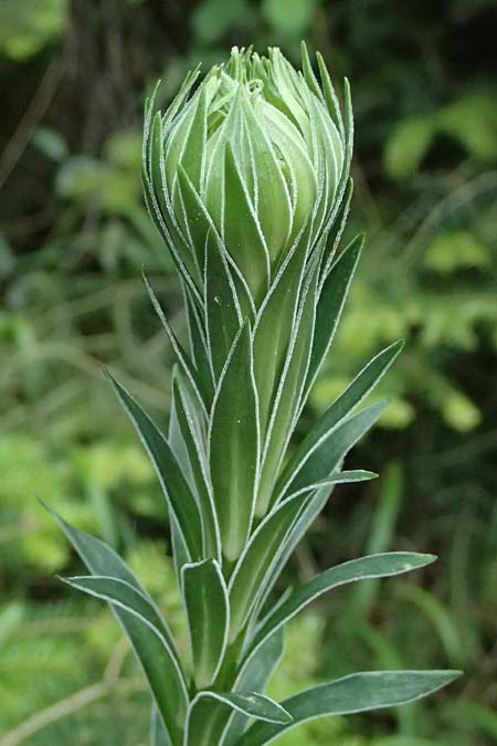Lilium chalcedonicum \ Chalzedonische Lilie / Chalcedonian Lily, GR Peloponnes, Taygetos 27.5.2024