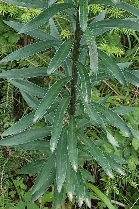 Lilium chalcedonicum \ Chalzedonische Lilie / Chalcedonian Lily, GR Peloponnes, Taygetos 27.5.2024