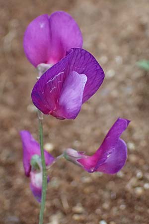 Lathyrus digitatus \ Fingerblttrige Platterbse, GR Peloponnes, Taygetos 27.5.2024