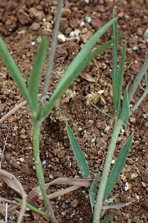 Lathyrus digitatus \ Fingerblttrige Platterbse, GR Peloponnes, Taygetos 27.5.2024