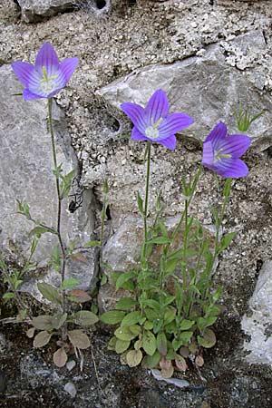 Campanula ramosissima \ Verzweigte Glockenblume / Branched Bellflower, GR Konitsa 16.5.2008