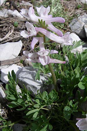 Corydalis densiflora \ Dichtbl&uuml;tiger Lerchensporn / Dense-Flowered Corydalis, GR Timfi 17.5.2008