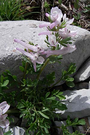 Corydalis densiflora \ Dichtbl&uuml;tiger Lerchensporn / Dense-Flowered Corydalis, GR Timfi 17.5.2008