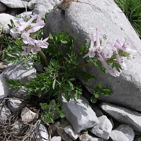 Corydalis densiflora \ Dichtbl&uuml;tiger Lerchensporn / Dense-Flowered Corydalis, GR Timfi 17.5.2008