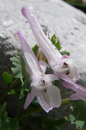 Corydalis densiflora \ Dichtbl&uuml;tiger Lerchensporn / Dense-Flowered Corydalis, GR Timfi 17.5.2008