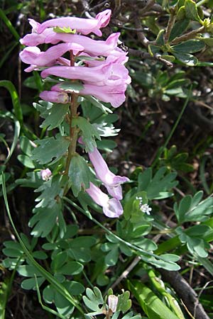 Corydalis densiflora \ Dichtbl&uuml;tiger Lerchensporn / Dense-Flowered Corydalis, GR Timfi 17.5.2008