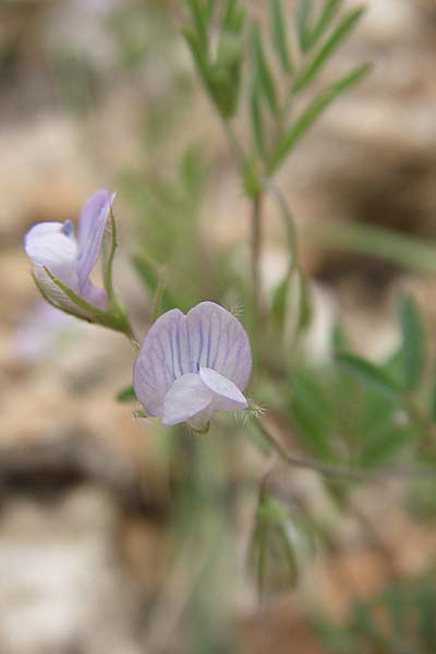 Vicia tenorei \ Wilde Linse, GR Peloponnes, Zarouchla Tal 19.5.2008