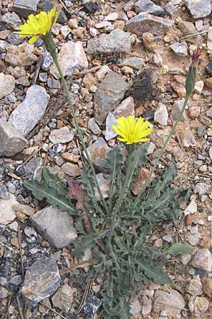 Leontodon crispus ? \ Krauser Lwenzahn / Hawkbit, GR Parnitha 22.5.2008