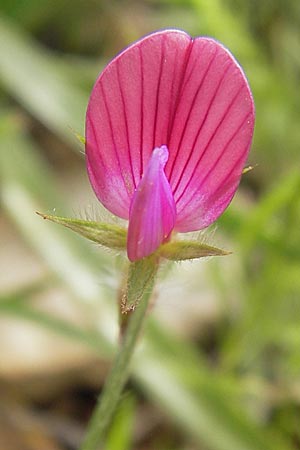 Onobrychis aequidentata \ Gleichz�hnige Esparsette, GR Hymettos 2.4.2013