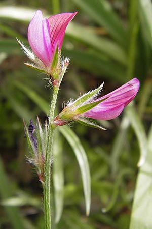 Onobrychis aequidentata \ Gleichz�hnige Esparsette, GR Hymettos 2.4.2013
