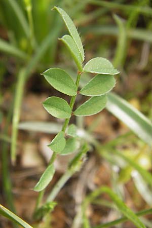 Onobrychis aequidentata \ Gleichz�hnige Esparsette, GR Hymettos 2.4.2013