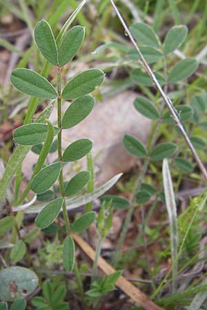 Onobrychis aequidentata \ Gleichz�hnige Esparsette, GR Hymettos 2.4.2013