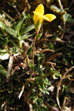 Lotus corniculatus \ Gewhnlicher Hornklee / Bird's-Foot Deervetch, GR Parnitha 1.9.2014