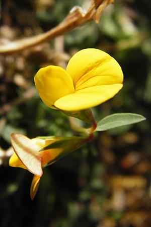 Lotus corniculatus \ Gewhnlicher Hornklee / Bird's-Foot Deervetch, GR Parnitha 1.9.2014