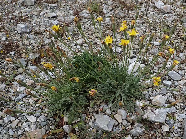 Leontodon graecus \ Griechischer Krauser Lwenzahn / Greek Hawkbit, GR Peloponnes, Taygetos 27.5.2024