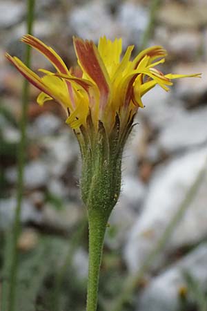 Leontodon graecus \ Griechischer Krauser Lwenzahn / Greek Hawkbit, GR Peloponnes, Taygetos 27.5.2024
