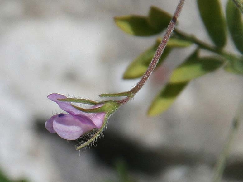 Vicia tenorei \ Wilde Linse, GR Akrokorinth 27.4.2017 (Photo: Gisela Nikolopoulou)