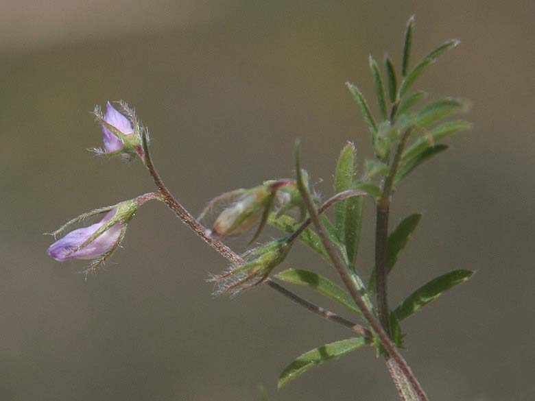 Vicia tenorei \ Wilde Linse, GR Akrokorinth 27.4.2017 (Photo: Gisela Nikolopoulou)